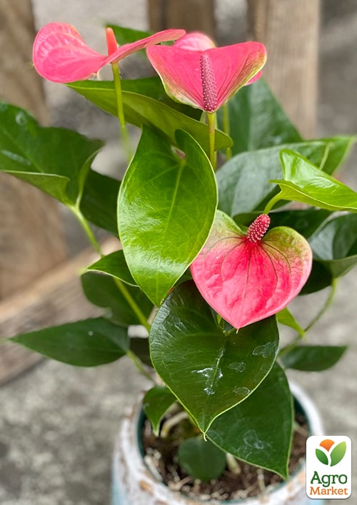 Антуриум (Anthurium) "Sweet Dream" - фото 5