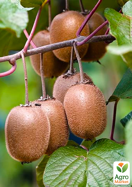 Киви "Крамер" (сладкий, высокоурожайный сорт)