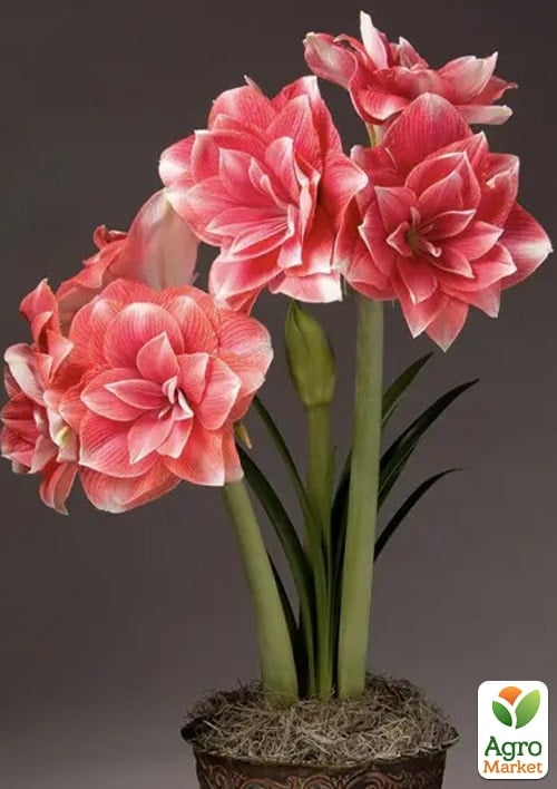 Гіппеаструм махровий "Double Dream" (Амарілліс) - фото 4