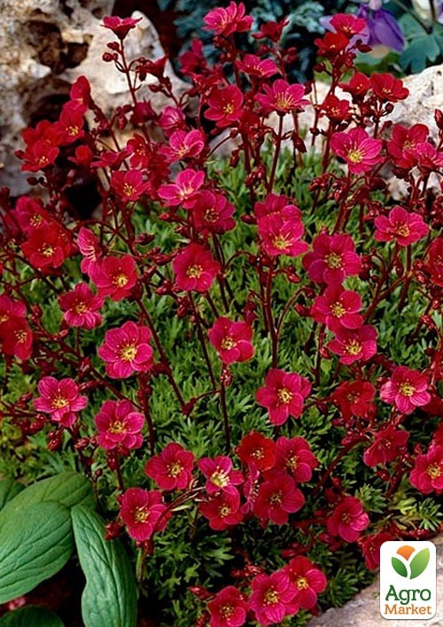 Камнеломка Арендса "Highlander Red"