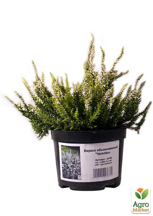 Вереск вечнозеленый "Verenka" - фото 6