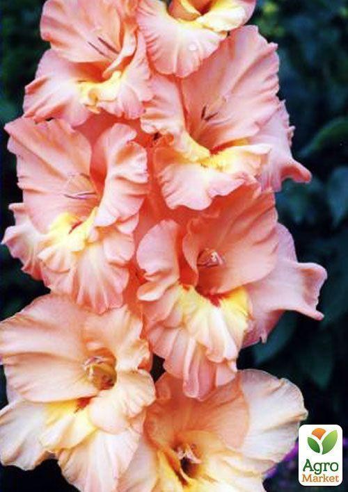 Гладіолус "Настя"