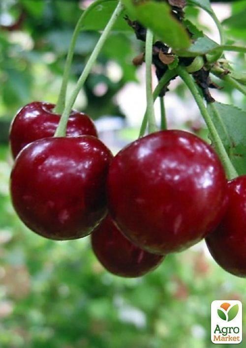 Вишня "Молодежная" (летний сорт, средний срок созревания) - фото 5