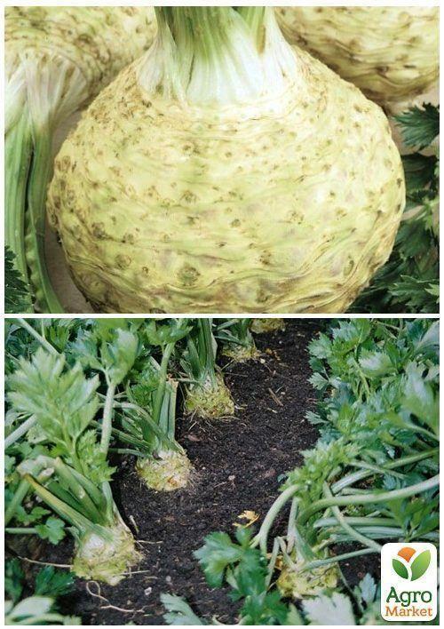 На вагу Селера коренева "Грибовська" ТМ "Весна" ціна за 2г - фото 4