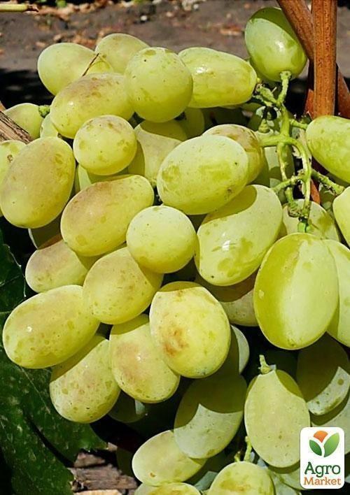 Виноград "Віва Айка" - фото 3
