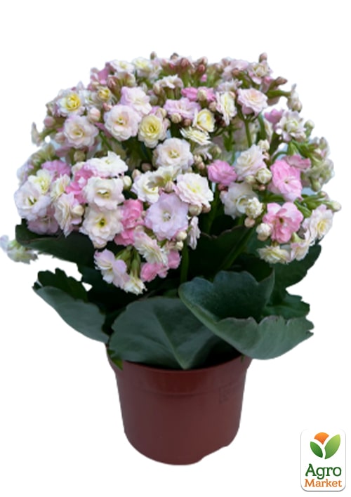 Каланхое Calandiva "Mozaic" - фото 6