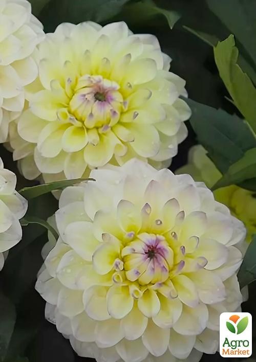 Георгина "Lake Carey" - фото 2