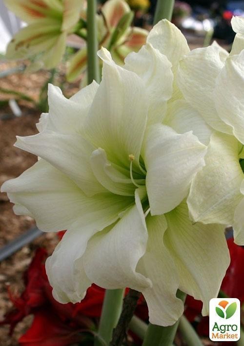Амариллис "Белый красавец" ТМ "Vesna Exclusive" 10шт