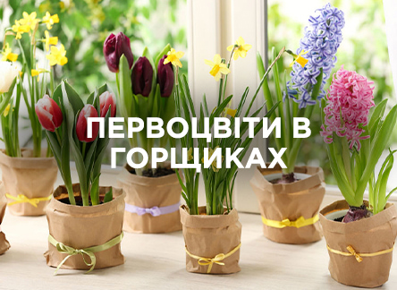 Как правильно ухаживать за первоцветами в горшочках?