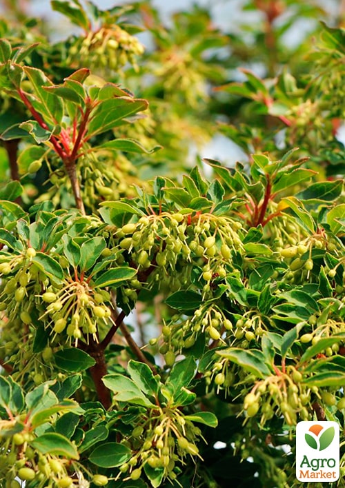 LMTD Енкіантус дзвоновий "Enkianthus campanulatus" висота 60-80см - фото 7