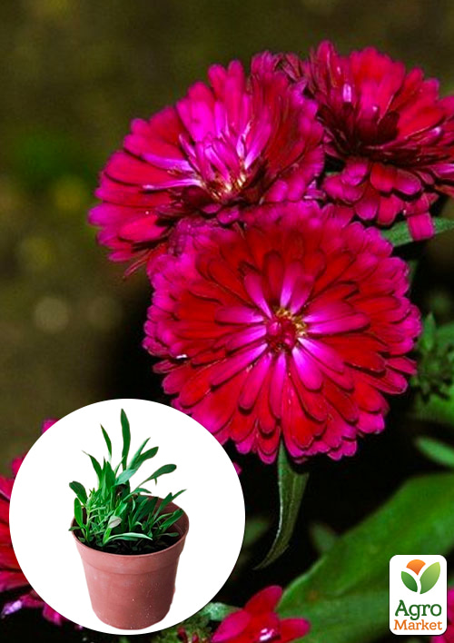 Астра ново-бельгийская "Royal Ruby" (С1,5 высота 20-30см)