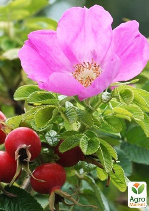 Роза почвопокровная "Фру дагмар хаструп"