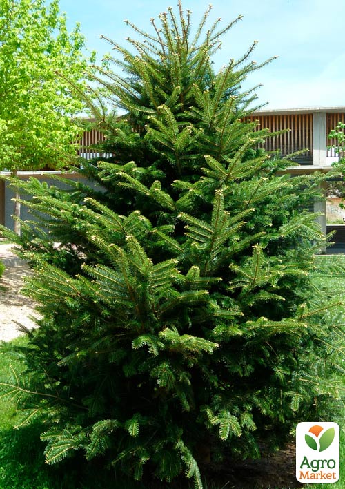 Ялиця Біла (Abies Alba) горщик P9