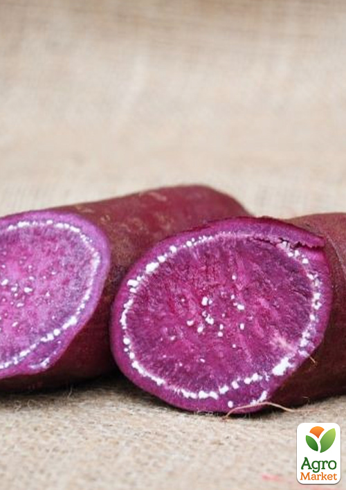 Батат "Purple" (солодка картопля) маточна бульба - фото 4