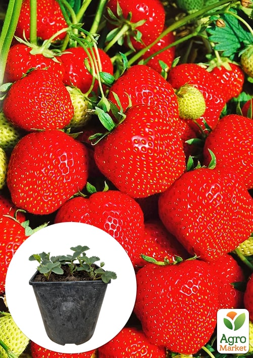Клубника садовая "Эльсанта" укорененная в контейнере
