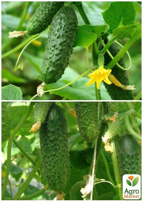 На развес Огурец "Примус" ТМ "Весна" цена за 2г - фото 4