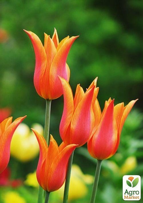 Тюльпан "Ballerina" 3шт в упаковке