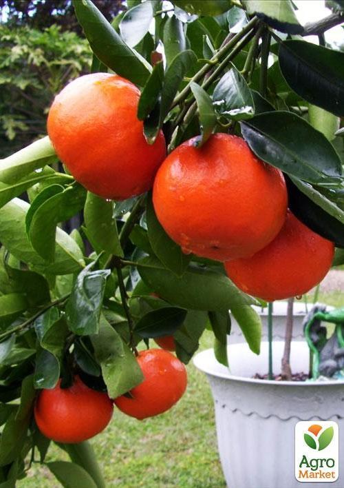 Мандарин "Санберст"