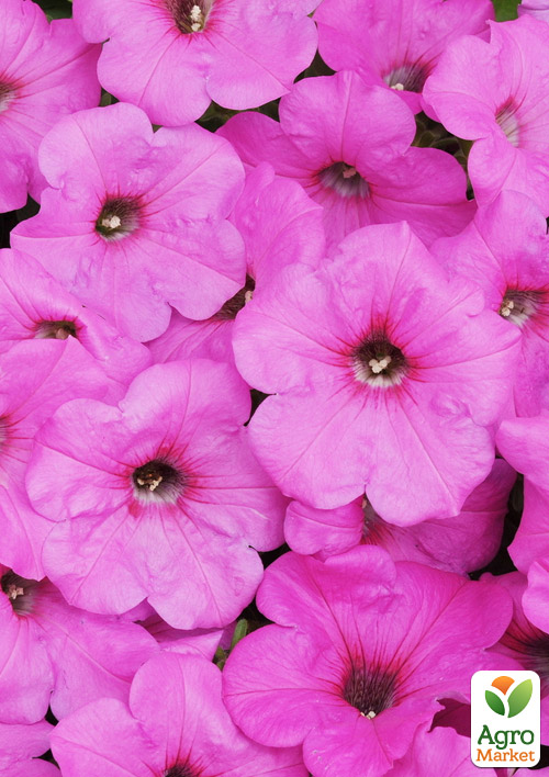Петуния "Famous Magic Pink" 