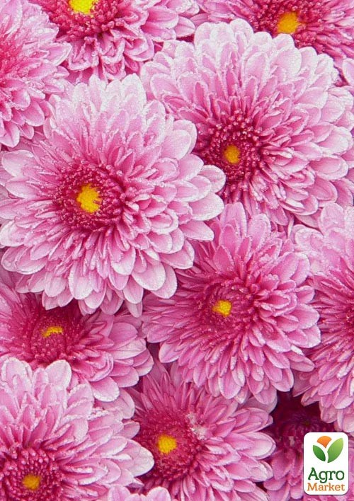 Хризантема мультифлора шарообразная "Diva Rose" 