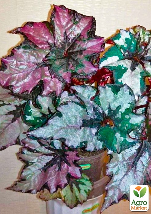 Бегония королевская REX "Little Lady" 20-30см - фото 7