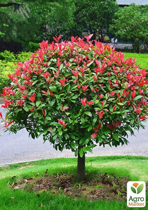 Фотинія Фразера "Red Robin" вазон Р9