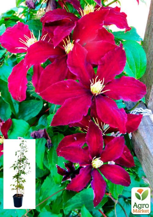 Клематис 3-х річний "Syrenal" С2