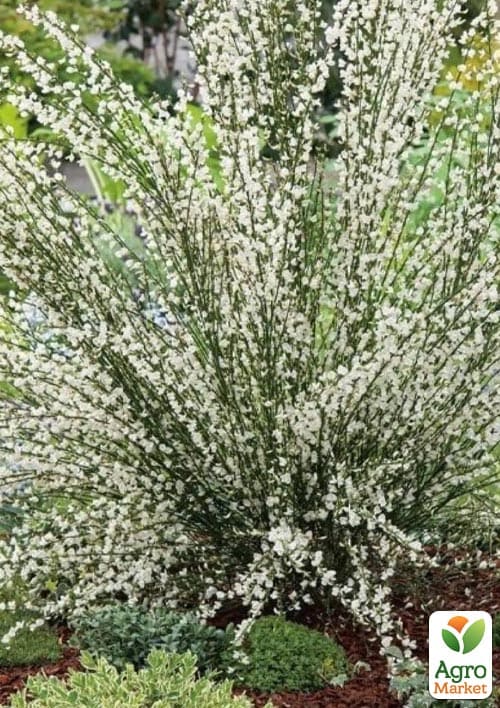 Ракитник "White Lion" (цитисус) вазон С3 - фото 5