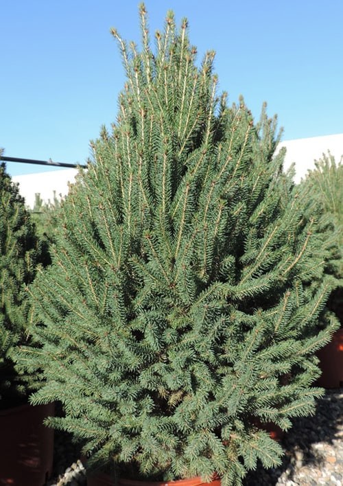 Ель канадская "Cinderella" С3 высота 45-55 см - фото 3