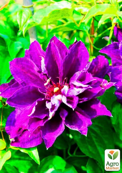 Клематис 3-х летний "Shin-Shigyoku" С2 - фото 2