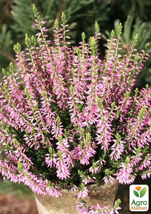 Вереск вечнозеленый "Myrtha" - фото 6