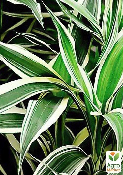 Драцена Варнеки "Dracaena frag. dere. Warneckei"  дм 17 см выс. 70 см