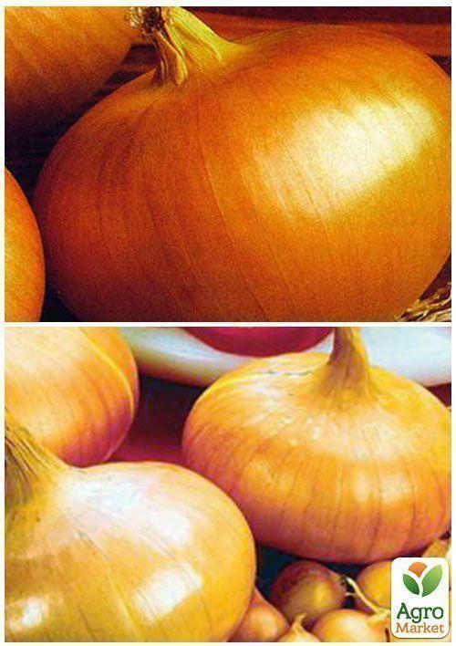 На вагу Цибуля "Штутгартен Різен" ТМ "Весна" ціна за 5г - фото 4