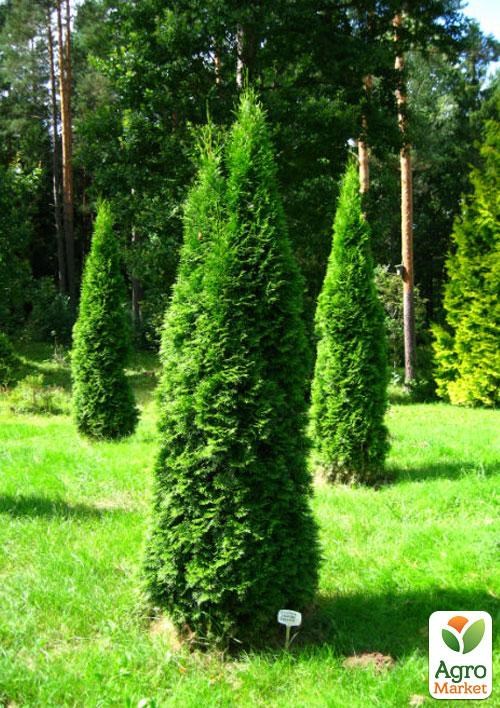 Туя западная "Смарагд" (Smaragd) горшок P9