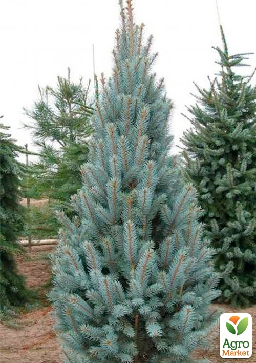 Ялина колюча "Iseli Fastigiate" С7.5, висота 60-70см