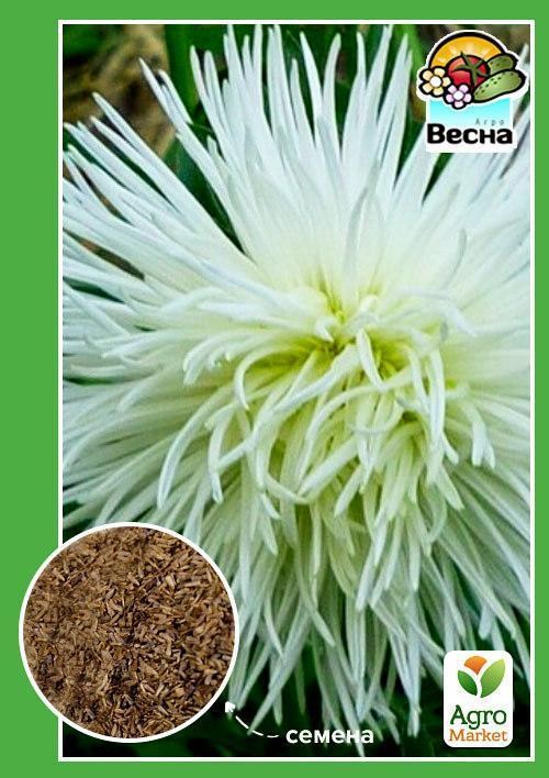 Астра "Игольчатая белая" ТМ "Весна" 0.2г