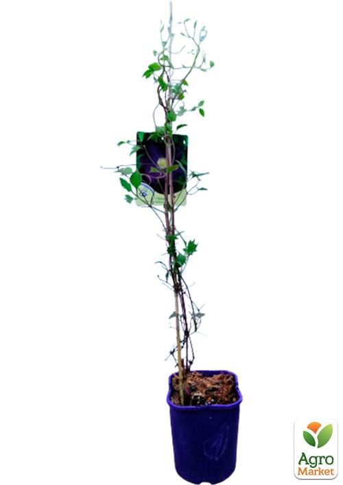 Клематис 3-х річний "The Heroes of Warsaw" С2 - фото 4