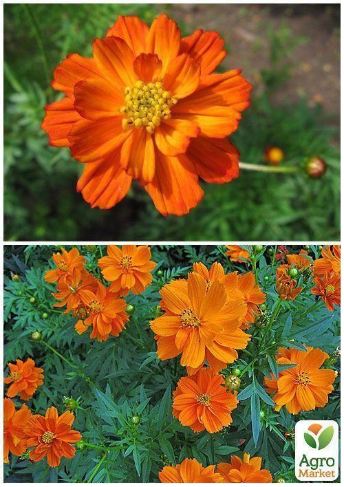 На вагу Космея "Помаранчева махрова" ТМ "Весна" ціна за 2г - фото 3