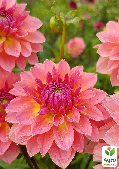 Георгина "Garden Desire" (бордюрная)