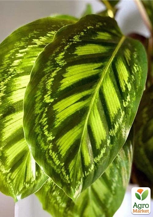 Калатея "Flamestar" высота 35-45см - фото 5