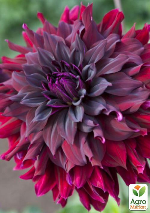 Георгина "Rip City" (гигантский цветок)