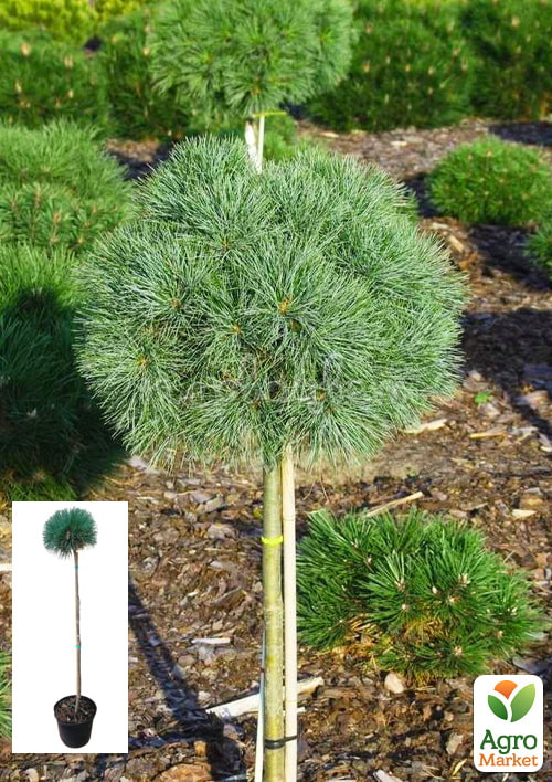Сосна веймутова на штамбе «Sea Urchin» С3, высота 60-90см