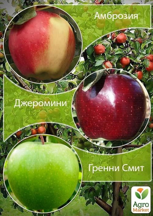Дерево-сад Яблуня "Гренні Сміт+Амброзія+Джероміні"
