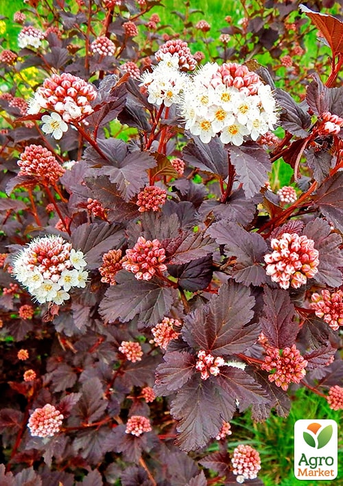 Пузыреплодник калинолистный "Andre" С2, высота 20-40см - фото 3