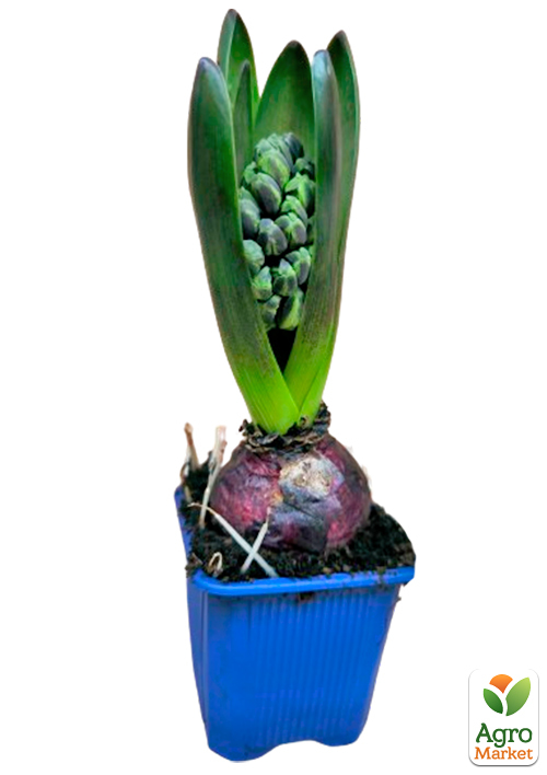 Гіацинт "Aqua" - фото 4