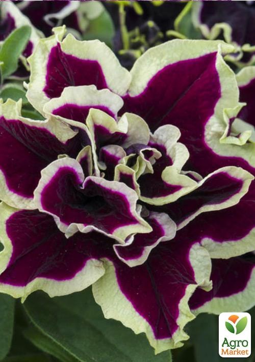 Петуния полуампельная Tumbelina "Superstar" (контейнер №10, высота 10-15см)