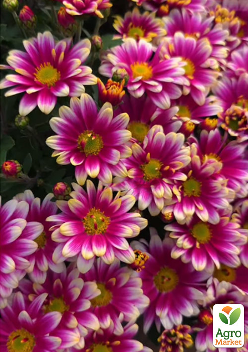 Хризантема мультифлора шарообразная "Picto Violet Blanc" 