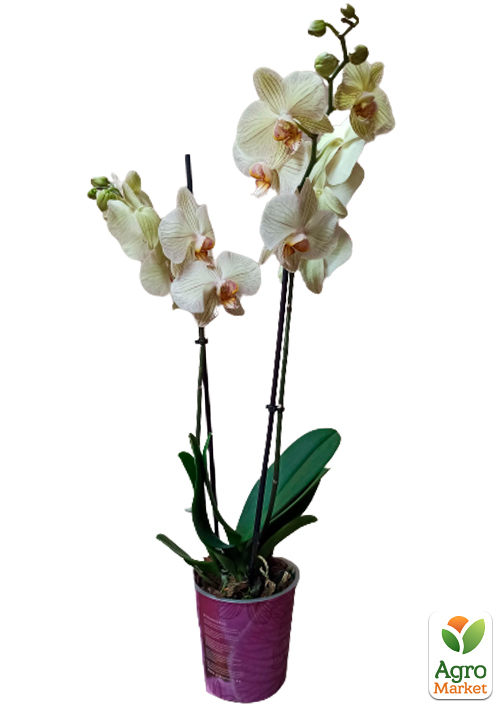 Орхідея (Phalaenopsis) "Tiger Gold" - фото 6