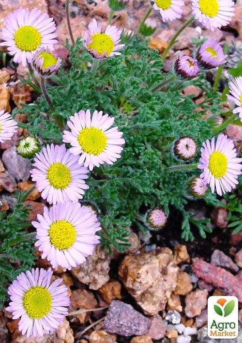 Маргаритка іспанська "Erigeron speciosus" (дрібничка) - фото 2