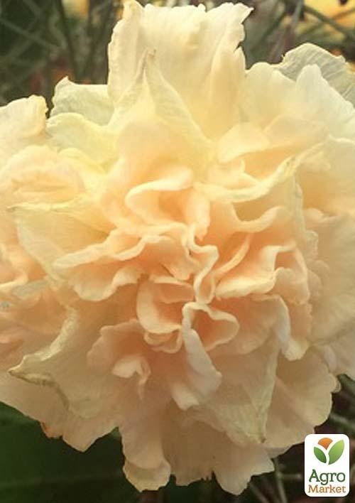 Нарцис "Dinky" 2шт в упаковці